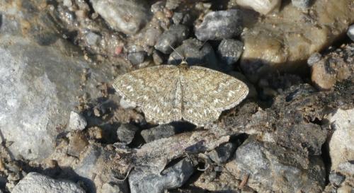 Scopula immorata